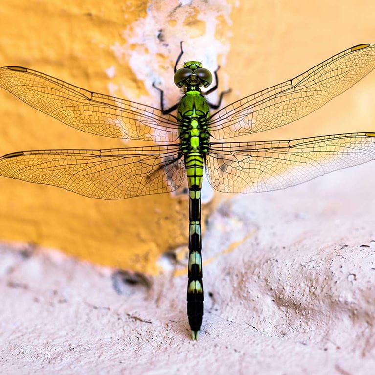 Closeup of dragonfly.