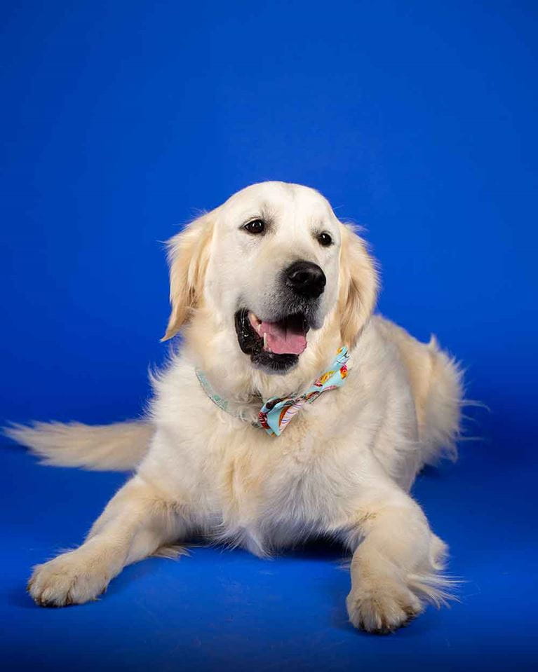 Arkansas Children's pet therapy dog.